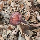 담양-04 티스토리