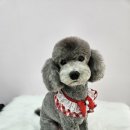 이쁜멍멍 이미지