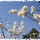 함초롬농원 이미지