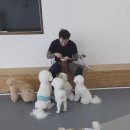만배네 애견카페 이미지