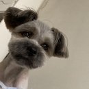 운버트 강아지미용실 이미지