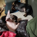 콩이묘묘 이미지