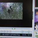 KBS 환경스페셜(둥지,경이로운 건축물)의 영상물 불법 사용 이미지