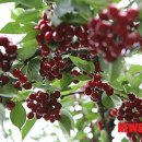 경주 체리 이미지