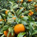 제주영숙 이미지