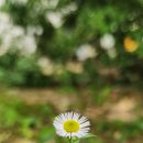 주민센타 다녀오는 길에... 이미지