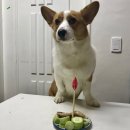 나의 댕댕이 이미지