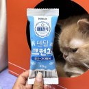주식회사 미미펫 네이버블로그