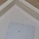 파크크리닝 | 안산입주청소 하청없이 깔끔해진 고잔동 오피스텔 센트럴파크그랑베르 분리형원룸