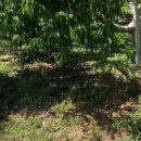 오뚜기농장 이미지