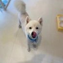 뉴데이 반려견 미용실 이미지