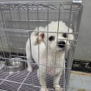 통영시 동물보호센터 | 경남 통영 비숑 프리제, 통영 비숑 프리제, 통영시동물보호센터에…온 순둥이 천사견! 가족 어디 있나요...