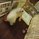 장화신은 고양이 & 강아지 미용 | 애견미용 셀프로 하는법 후기