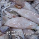 구룡포이선옥과메기 | EBS 극한직업 건조오징어 과메기 곶감 연근 택배 주문 정보