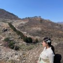 들에핀 매화 이미지