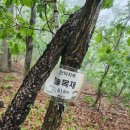 삽당령 정상 이미지