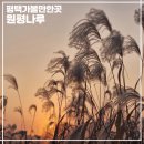 군문유치원 | 경기도 가을 억새 일몰 명소 평택역 근교 가볼만한곳 평택 원평나루