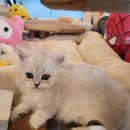 아담스펫 강아지분양 고양이분양 창원점 이미지