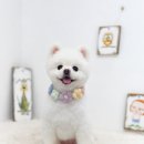 쿨독펫샵 이미지