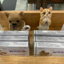 청춘동물약국 이미지