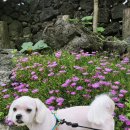 내일더예쁘개 이미지