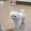 몽블리스 이미지