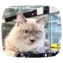 컴투펫 위탁보호센터 인천점 이미지