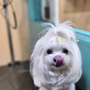 멍블리 펫 이미지