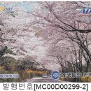 D00299 이미지