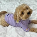 라벤더프렌즈 | 모찌노 웜업 프렌즈 강아지옷 후기｜민감한 피부도 안심, 따뜻한 산책룩