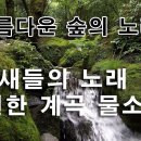 아름다운 숲의 노래, 숲의 새들의 노래와 자연의 소리, 시원한 계곡 물소리 이미지