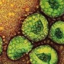 바이러스 테마주(진원생명과학, 오리엔트바이오, 큐로컴, 에프티이앤이) 이미지