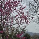 목련수선