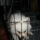 카리스마 이미지