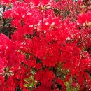 대한민국헌법은 모든 국민들 및 정치권. 언론. 법조인들에게 다음과 같이 이 명령 공표 즉시 6. 3. 대통령선거를 뽀이콧*중단 할 것 이미지