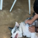 하비몽몽 이미지