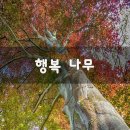 행복나무 네이버블로그