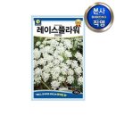 다농플라워