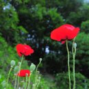 영락양로원 이미지