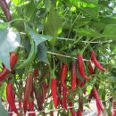 경북농업기술원 영양고추시험장 이미지