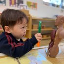 몬테소리라이프 | 호르메 몬테소리 미니어처 장기 피규어 구매후기