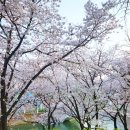 봄날 ing-벚꽃, 시그니엘 라운지🌸🌸 이미지