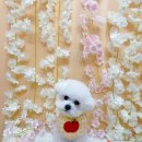 견생의하루 펫살롱 일산본점 | [식사동] 일산애견미용/ 완전 대만족! 비숑 미용 추천 &#39;견생의하루 펫살롱 일산본점&#39;