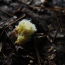 싸리목장 이미지