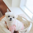 강아지 심장병 b2 3년 유지하고 있는 15살 노견 관리법 광고X