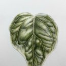 버츠 | 아이비 Ivy Leaf / 세인트 큐버츠밀 워터포드