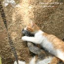 카페오수 이미지