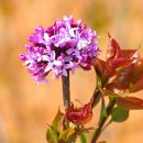 라일락목장 이미지