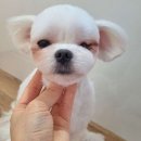 비비펫미용 이미지