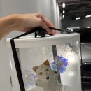 멍멍미식회 이미지